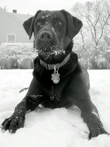 Snow Dog