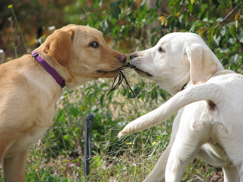 Lady and the Tramp?