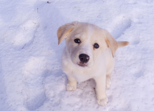 Snow Dog