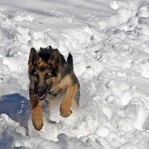 Snow Dog