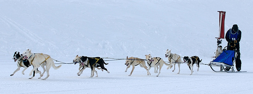 5 Sled Dogs