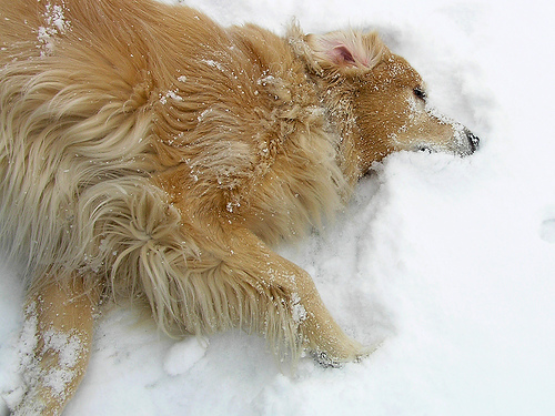 Snow Dog