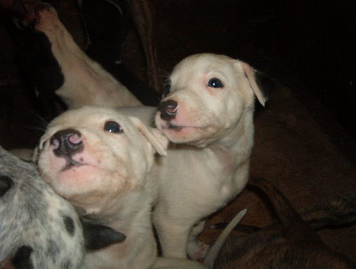 Greyhound Puppies