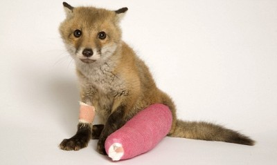 Baby Fox