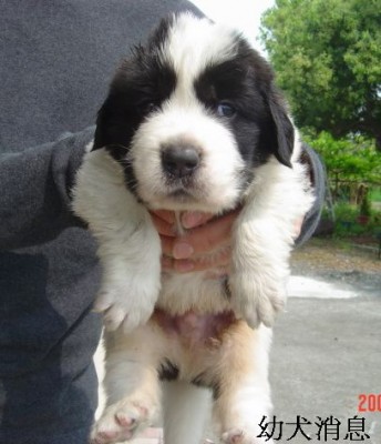St. Bernard