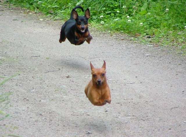 Hover Dogs