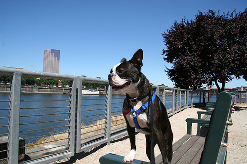Boston Terrier