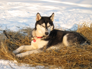 Official Canine Reporter for the Iditarod