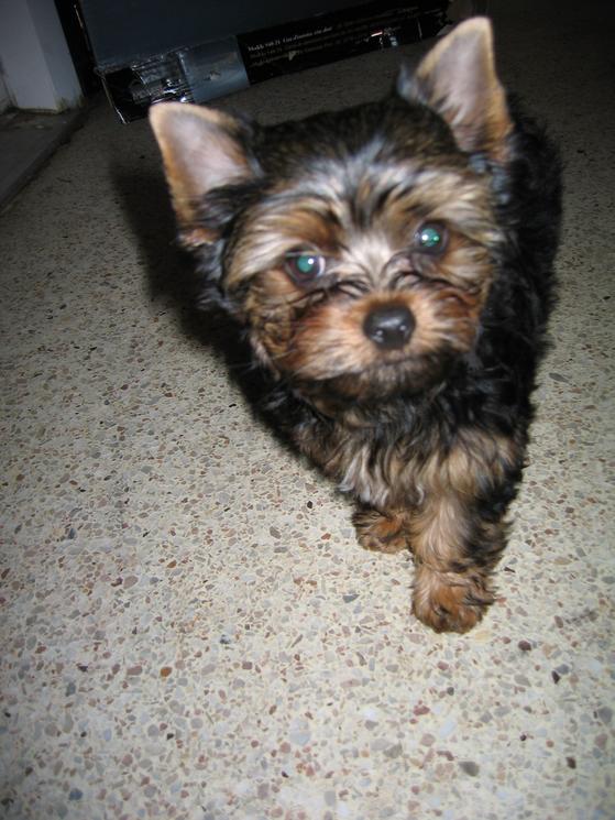 Rate My Puppy