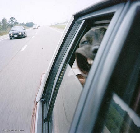 Funny Puppy