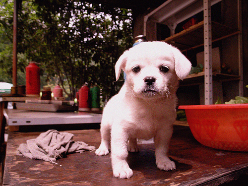 Sad Puppy