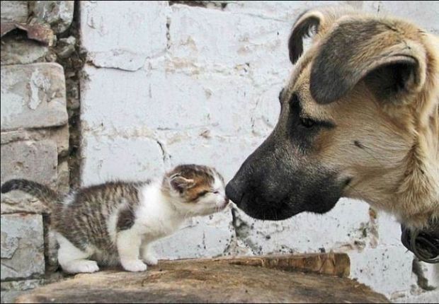 Too Cute