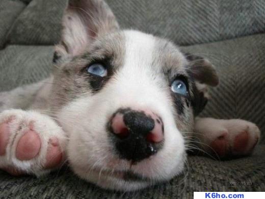 Dogs k6ho.com