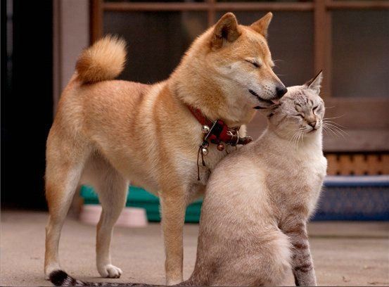 Too Cute