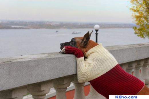Dogs k6ho.com
