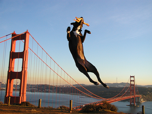 Pico Jumps Photo Pico Jumps