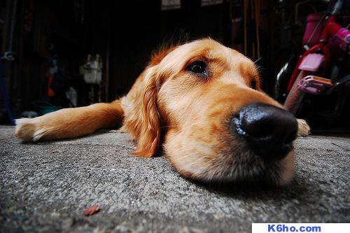 Dogs k6ho.com