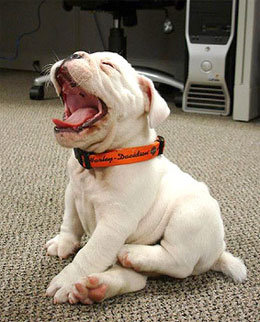 Common Dog Problems… Photo Common Dog Problems…