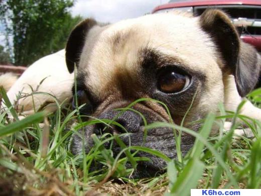 Dogs k6ho.com