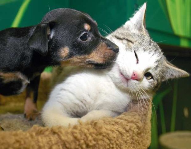 Too Cute