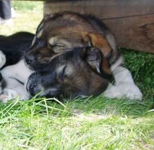 Alaskan Huskies and Dog Mushers