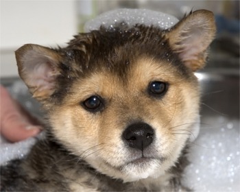 Shiba Inu
