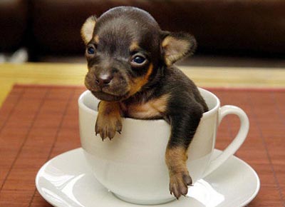 Teacup Chihuahua Photo Teacup Chihuahua