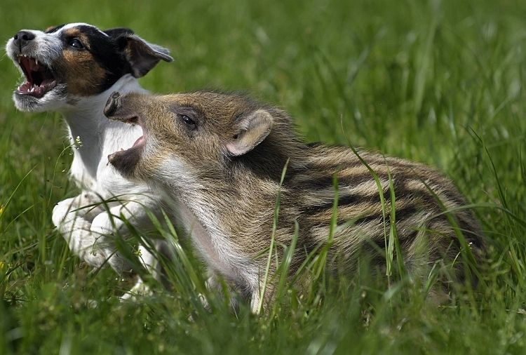  Unusual Friendship