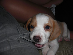 Guidespot.com: My Lemon Beagle Puppy!