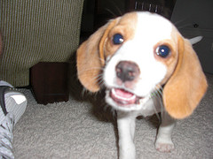 Guidespot.com: My Lemon Beagle Puppy!