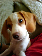 Guidespot.com: My Lemon Beagle Puppy!