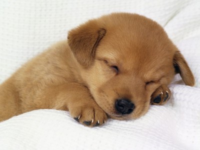 meowe Sleeping Puppy