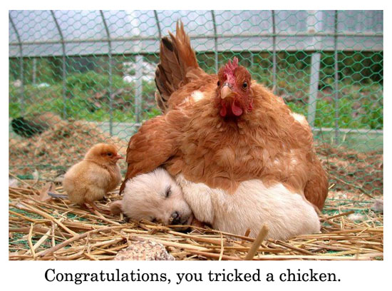Puppy and Chicken