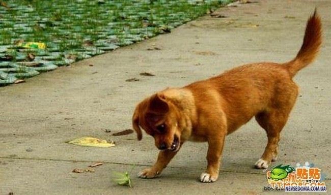 Mantis vs Dog