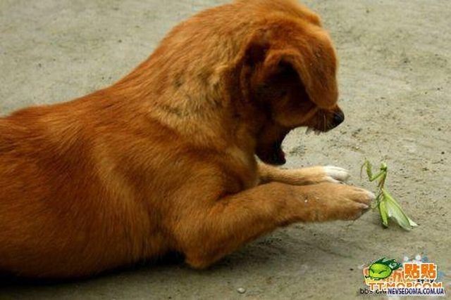 Mantis vs Dog