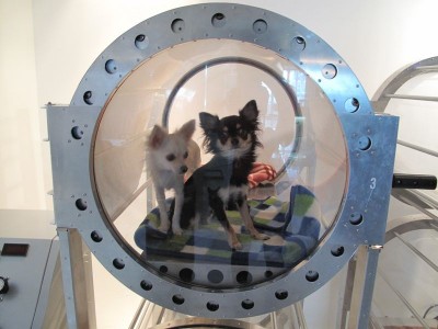 Dog Anti Aging Chamber!?