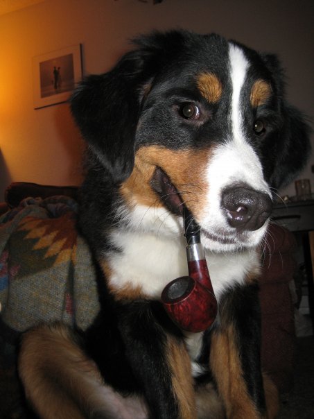 Pup & Pipe