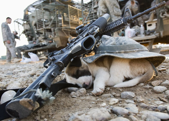 Army Pup