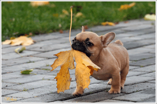 Puppy & Leaf