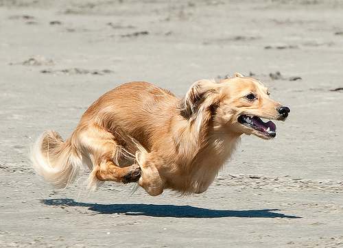 Hover Dog