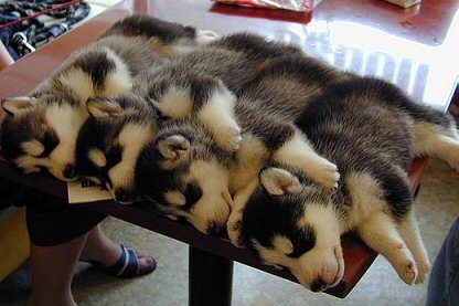 Puppies Photo Puppies