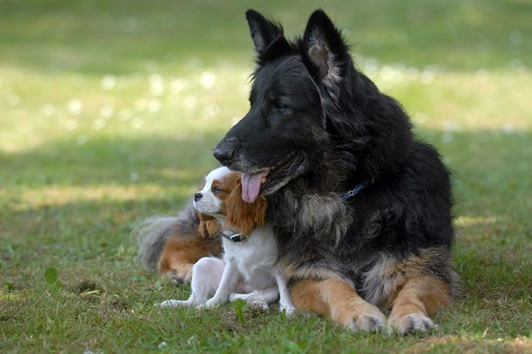 Blind Dog Has Her Own Seeing Eye Dog