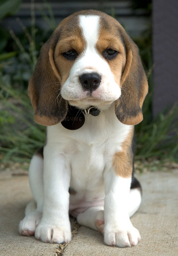 Beagle Pup :|