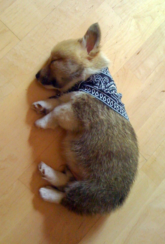 Corgi Pup