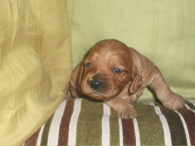 Alfie