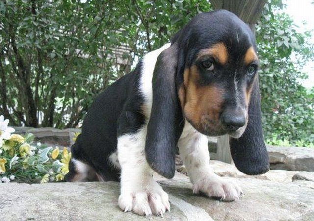 Hounddog