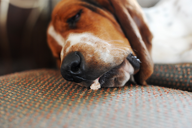 A Dogs Life