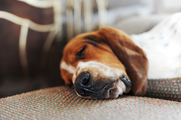 A Dogs Life
