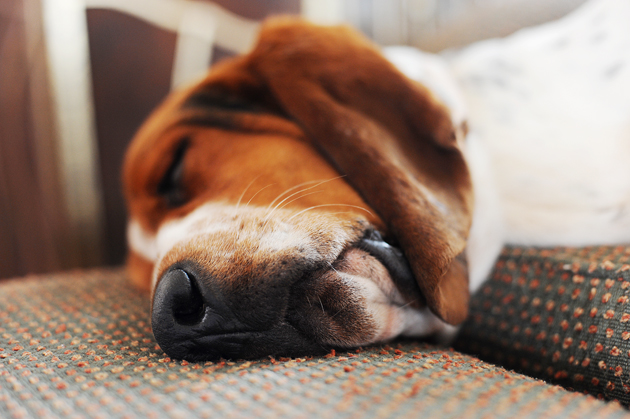 A Dogs Life