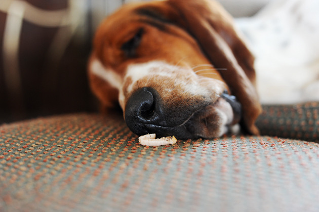 A Dogs Life
